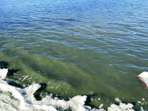 Photo: Algae bloom, Devils Lake, WI. Credit: Richard Lathrop. 